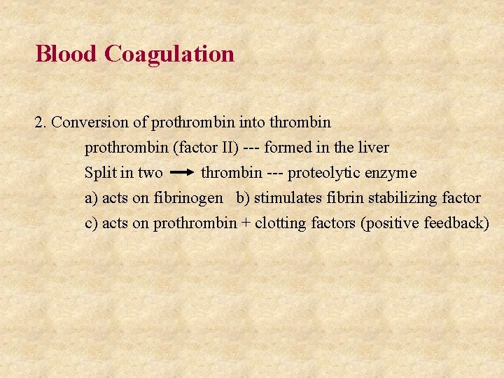 Blood Coagulation 2. Conversion of prothrombin into thrombin prothrombin (factor II) --- formed in
