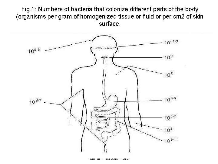 Fig. 1: Numbers of bacteria that colonize different parts of the body (organisms per