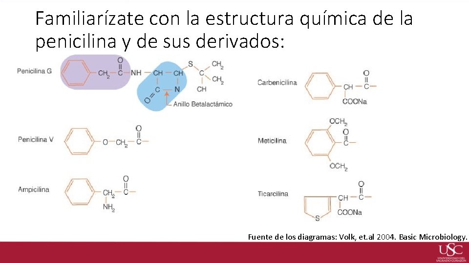 Familiarízate con la estructura química de la penicilina y de sus derivados: Fuente de