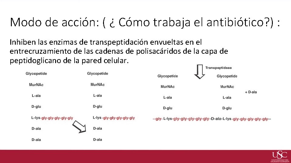 Modo de acción: ( ¿ Cómo trabaja el antibiótico? ) : Inhiben las enzimas