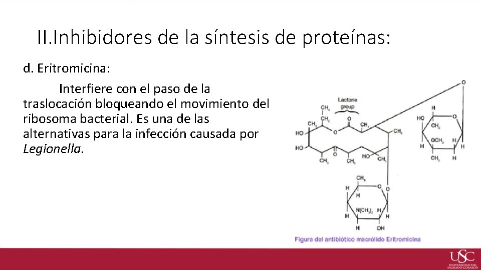 II. Inhibidores de la síntesis de proteínas: d. Eritromicina: Interfiere con el paso de