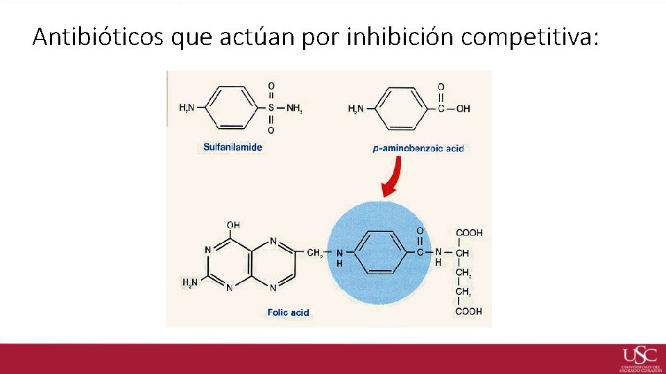 Antibióticos que actúan por inhibición competitiva: 