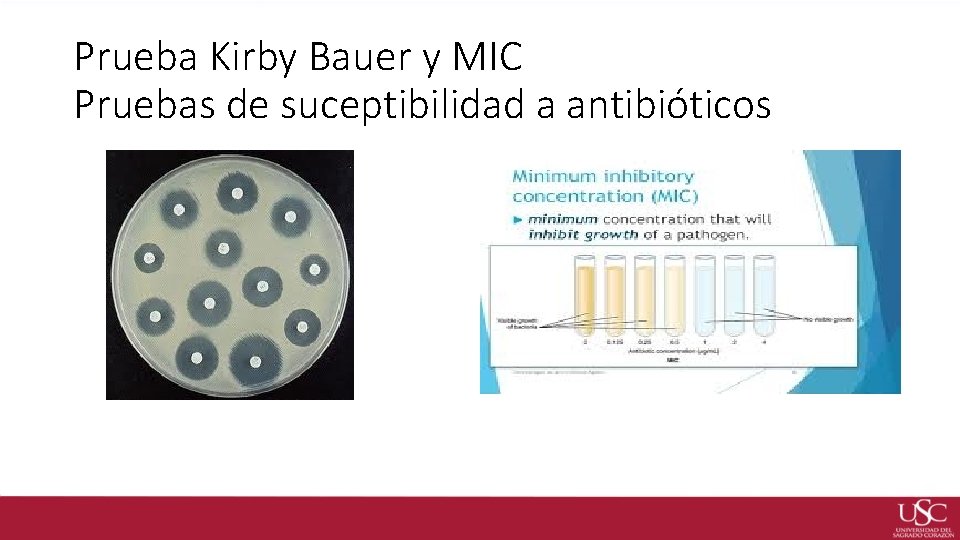 Prueba Kirby Bauer y MIC Pruebas de suceptibilidad a antibióticos 