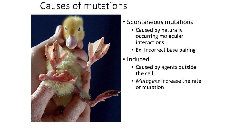 Causes of mutations • Spontaneous mutations • Caused by naturally occurring molecular interactions •