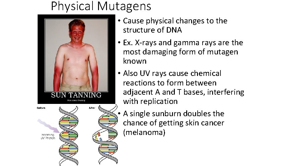 Physical Mutagens • Cause physical changes to the structure of DNA • Ex. X-rays
