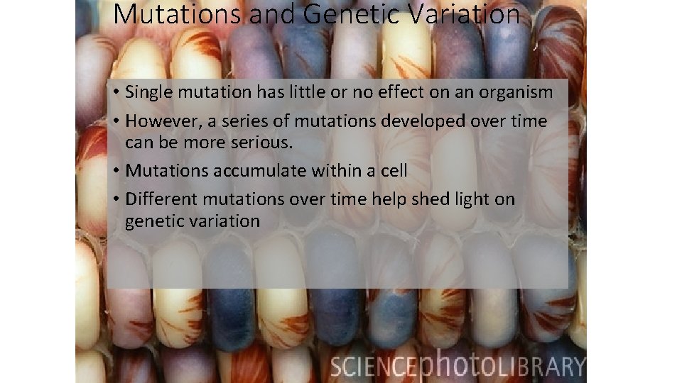 Mutations and Genetic Variation • Single mutation has little or no effect on an