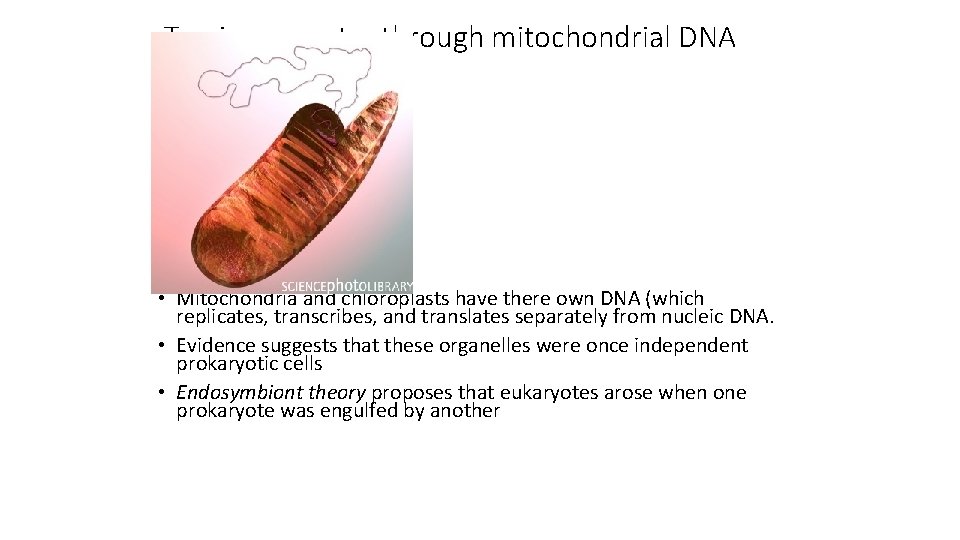 Tracing ancestry through mitochondrial DNA • Mitochondria and chloroplasts have there own DNA (which