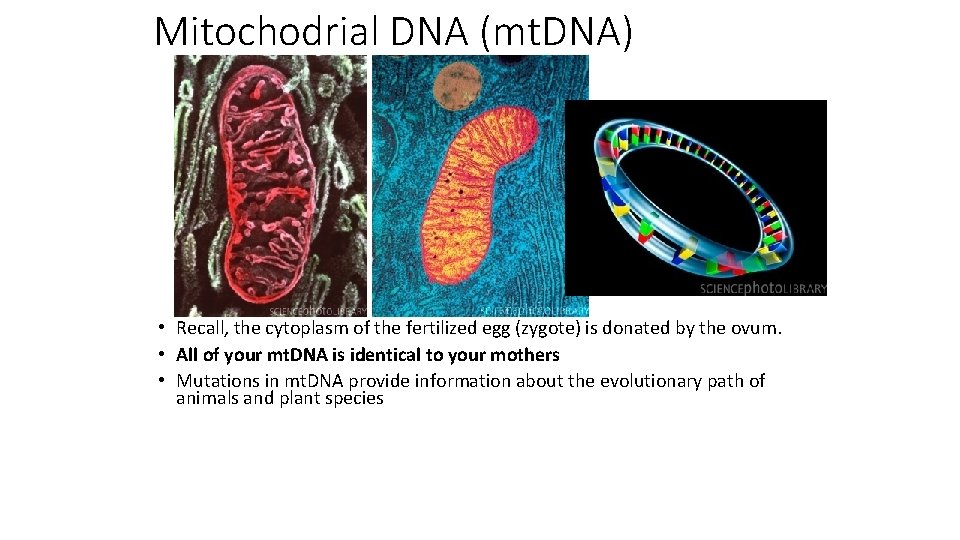 Mitochodrial DNA (mt. DNA) • Recall, the cytoplasm of the fertilized egg (zygote) is