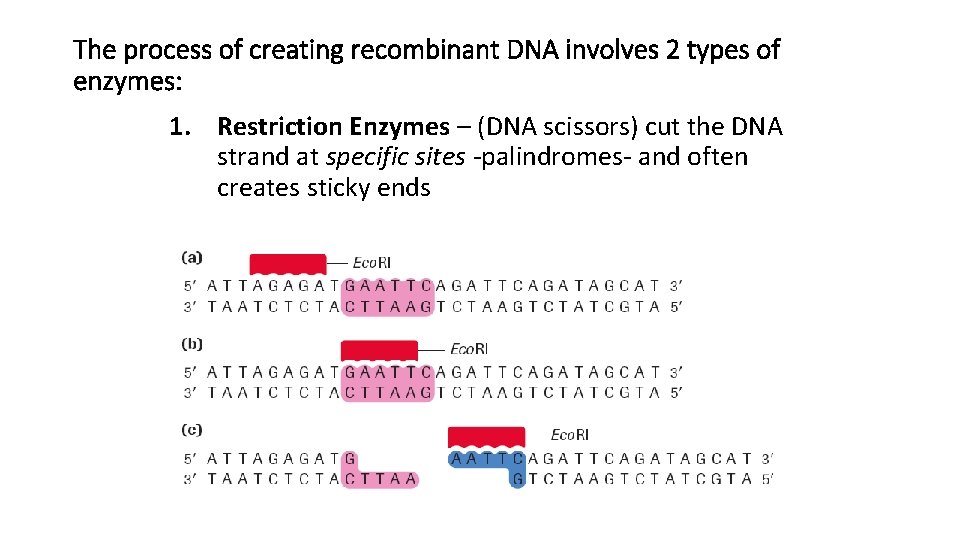 The process of creating recombinant DNA involves 2 types of enzymes: 1. Restriction Enzymes
