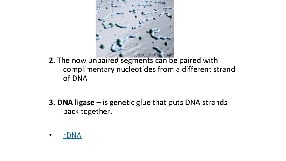 2. The now unpaired segments can be paired with complimentary nucleotides from a different