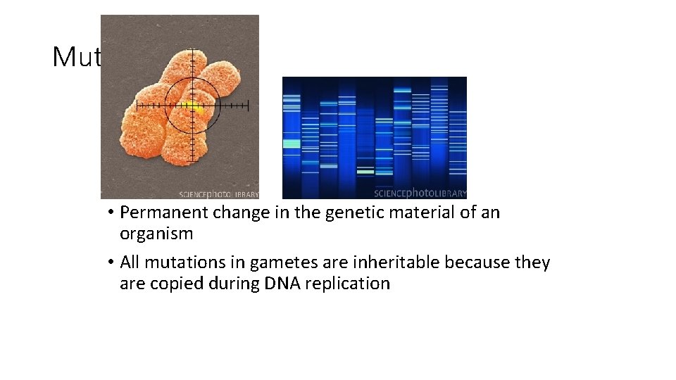 Mutation • Permanent change in the genetic material of an organism • All mutations