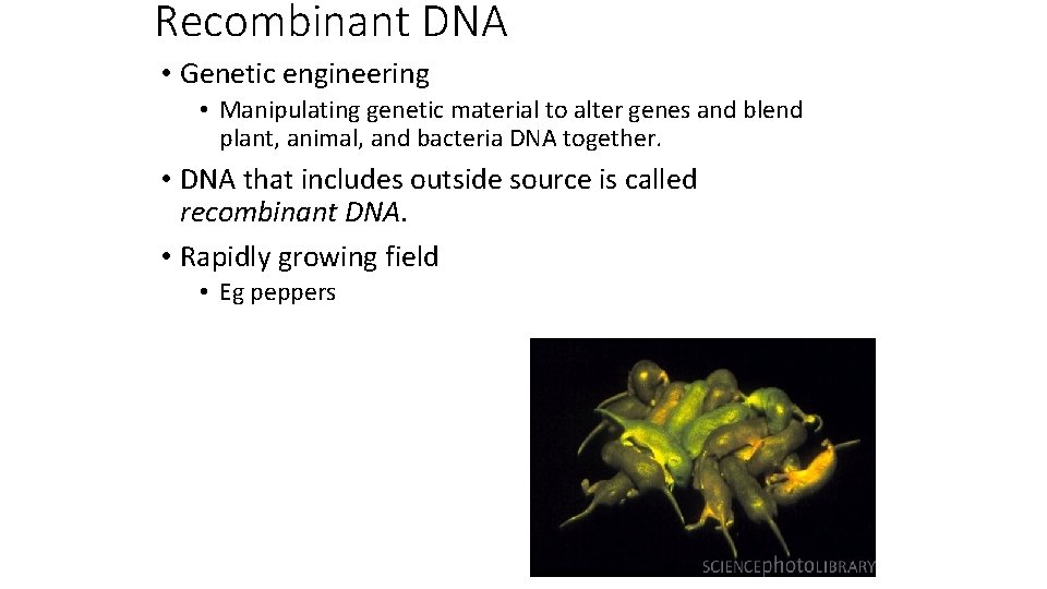Recombinant DNA • Genetic engineering • Manipulating genetic material to alter genes and blend