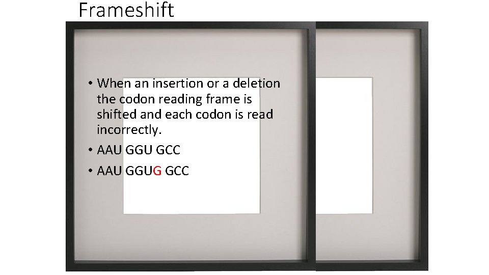 Frameshift • When an insertion or a deletion the codon reading frame is shifted