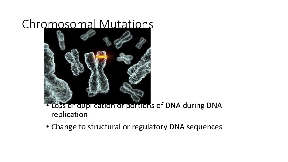 Chromosomal Mutations • Crossing over • Loss or duplication of portions of DNA during