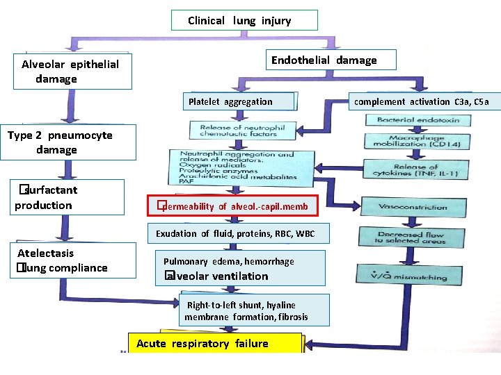Clinical lung injury Endothelial damage Alveolar epithelial damage Platelet aggregation Type 2 pneumocyte damage