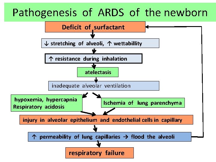 Pathogenesis of ARDS of the newborn Deficit of surfactant ↓ stretching of alveoli, ↑