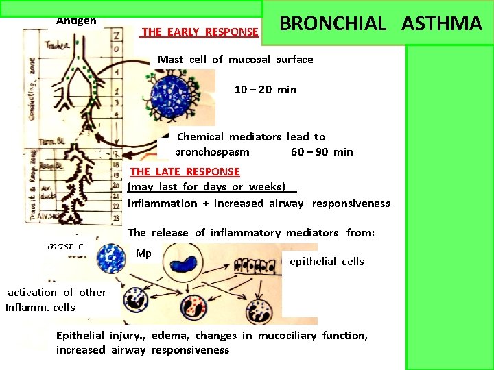 Antigen THE EARLY RESPONSE BRONCHIAL ASTHMA Mast cell of mucosal surface 10 – 20