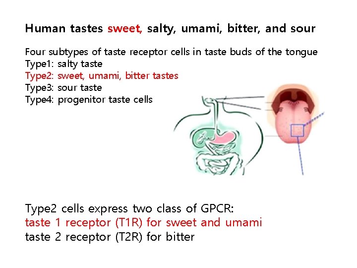 Human tastes sweet, salty, umami, bitter, and sour Four subtypes of taste receptor cells