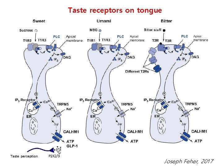 Taste receptors on tongue Joseph Feher, 2017 