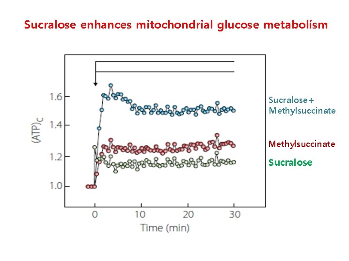 Sucralose enhances mitochondrial glucose metabolism Sucralose+ Methylsuccinate Sucralose 