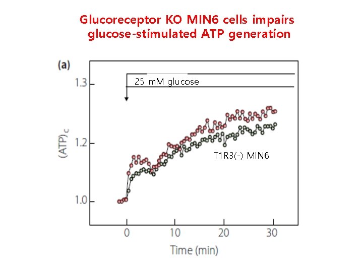 Glucoreceptor KO MIN 6 cells impairs glucose-stimulated ATP generation 25 m. M glucose T
