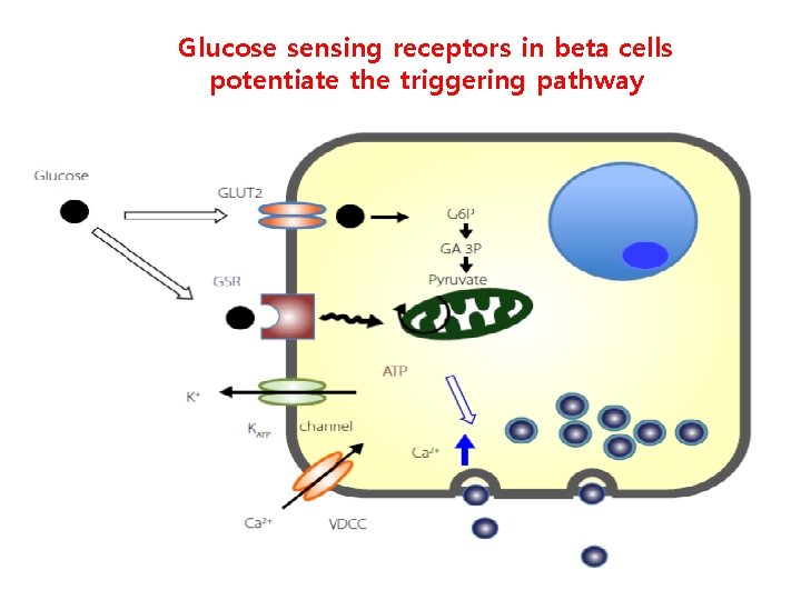 Glucose sensing receptors in beta cells potentiate the triggering pathway 