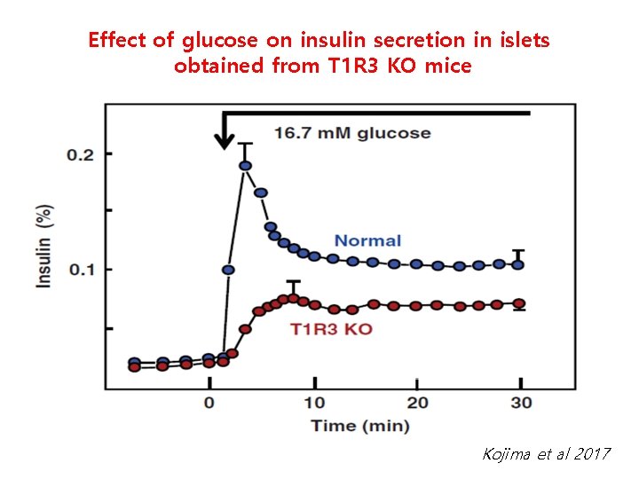 Effect of glucose on insulin secretion in islets obtained from T 1 R 3