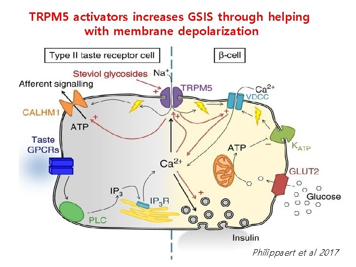 TRPM 5 activators increases GSIS through helping with membrane depolarization Philippaert et al 2017