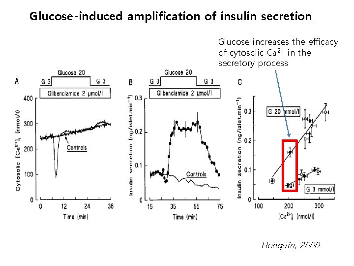 Glucose-induced amplification of insulin secretion Glucose increases the efficacy of cytosolic Ca 2+ in