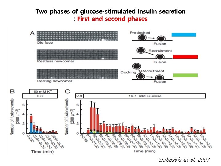 Two phases of glucose-stimulated insulin secretion : First and second phases Shibasaki et al,