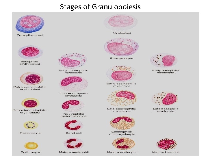 Stages of Granulopoiesis 