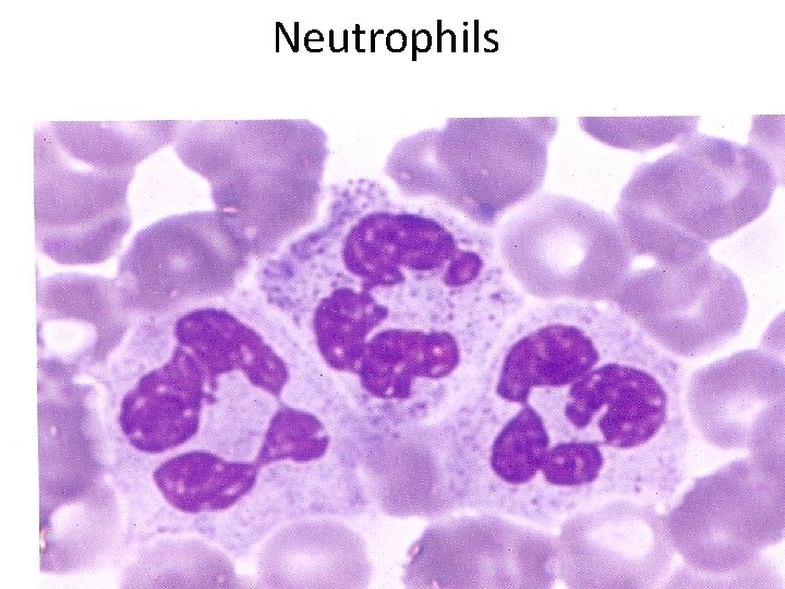 Neutrophils 