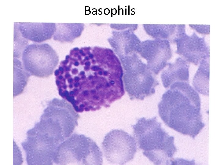 Basophils 