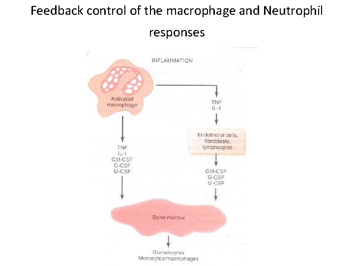 Feedback control of the macrophage and Neutrophil responses 