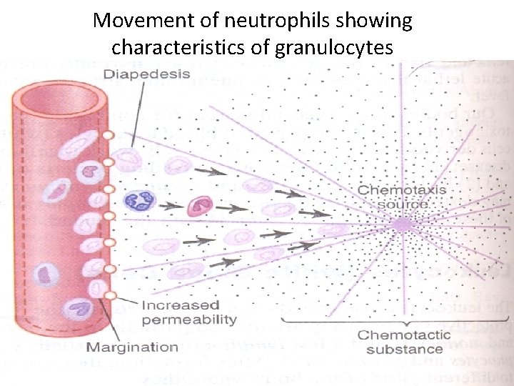 Movement of neutrophils showing characteristics of granulocytes 