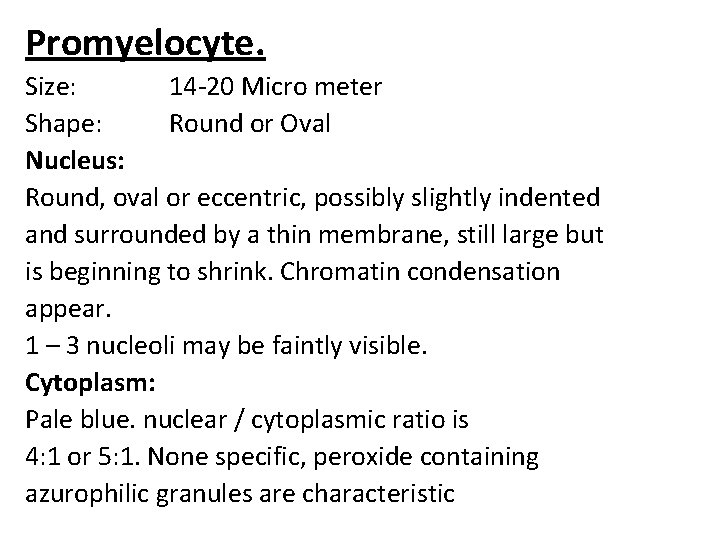Promyelocyte. Size: 14 -20 Micro meter Shape: Round or Oval Nucleus: Round, oval or