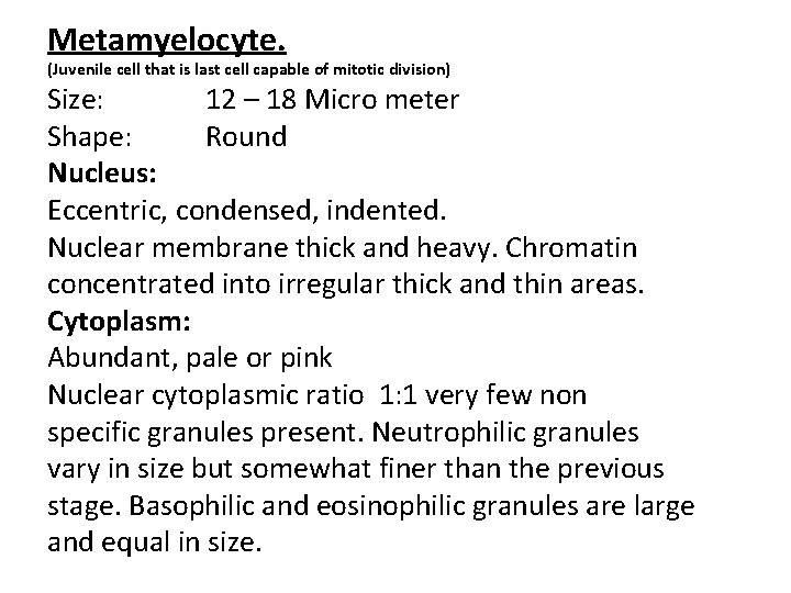 Metamyelocyte. (Juvenile cell that is last cell capable of mitotic division) Size: 12 –