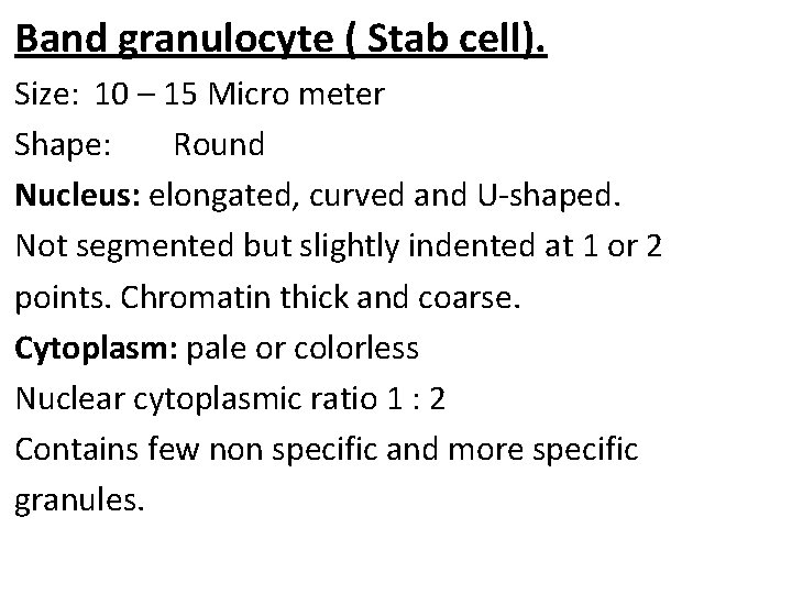 Band granulocyte ( Stab cell). Size: 10 – 15 Micro meter Shape: Round Nucleus: