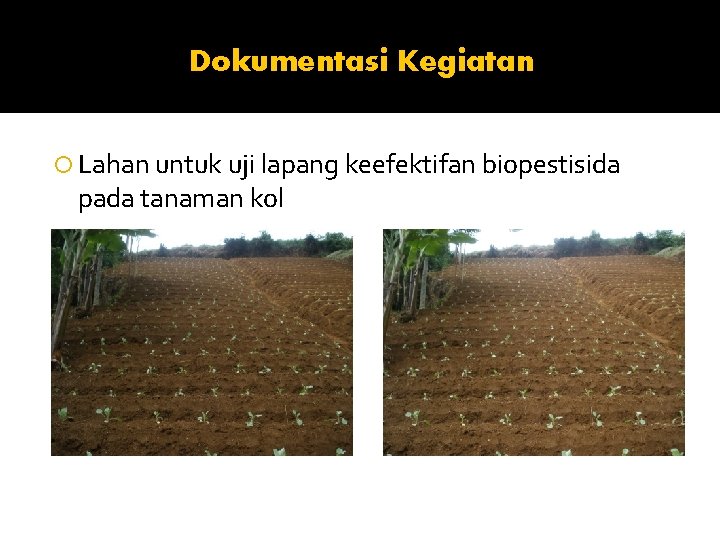 Dokumentasi Kegiatan Lahan untuk uji lapang keefektifan biopestisida pada tanaman kol 