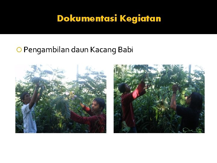 Dokumentasi Kegiatan Pengambilan daun Kacang Babi 