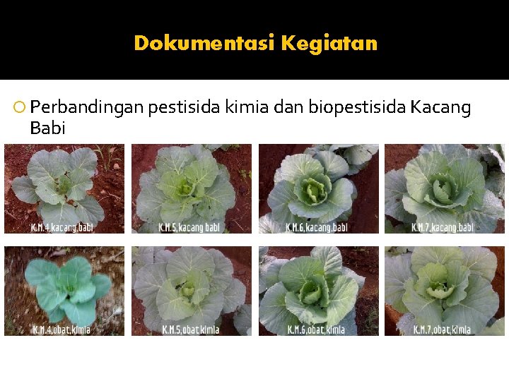 Dokumentasi Kegiatan Perbandingan pestisida kimia dan biopestisida Kacang Babi 