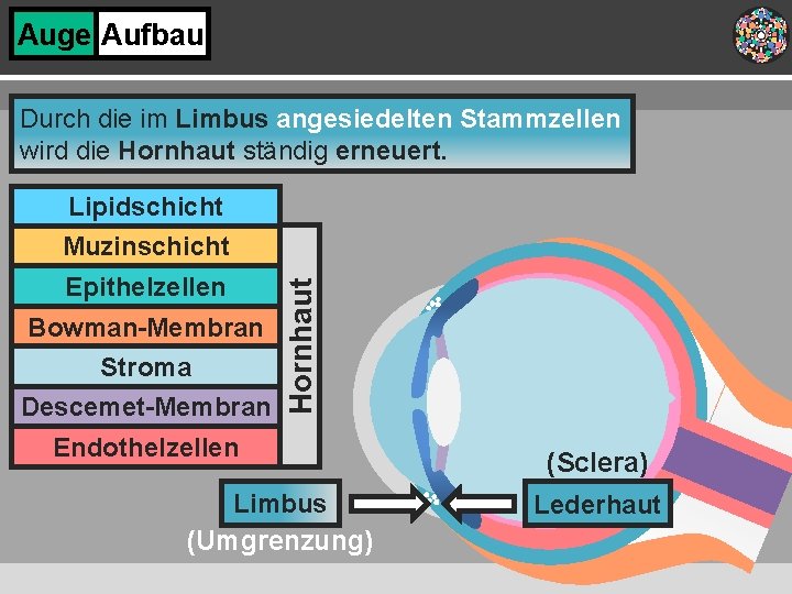 Auge Aufbau Durch die im Limbus angesiedelten Stammzellen wird die Hornhaut ständig erneuert. Epithelzellen