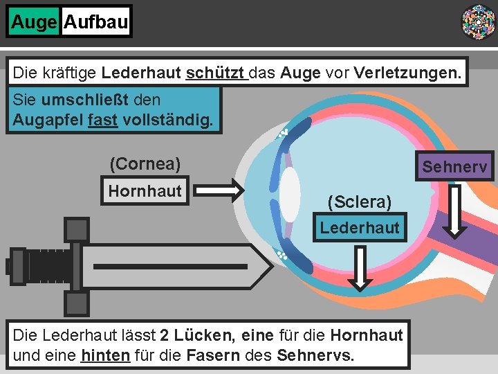 Auge Aufbau Die kräftige Lederhaut schützt das Auge vor Verletzungen. Sie umschließt den Augapfel
