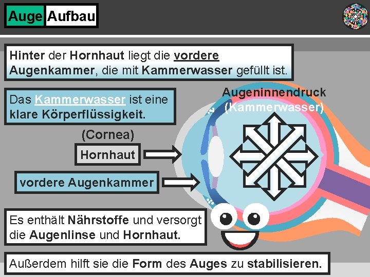 Auge Aufbau Hinter der Hornhaut liegt die vordere Augenkammer, die mit Kammerwasser gefüllt ist.