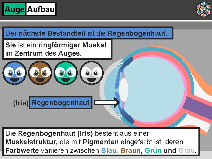 Auge Aufbau Der nächste Bestandteil ist die Regenbogenhaut. Sie ist ein ringförmiger Muskel im