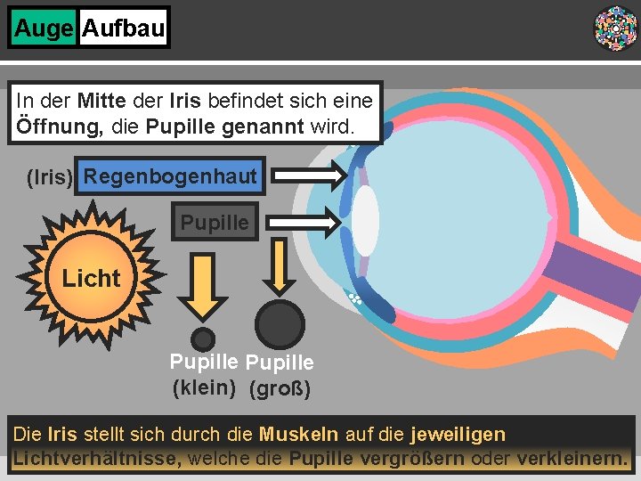 Auge Aufbau In der Mitte der Iris befindet sich eine Öffnung, die Pupille genannt