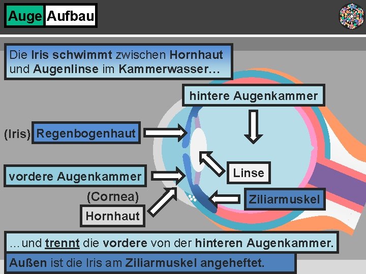 Auge Aufbau Die Iris schwimmt zwischen Hornhaut und Augenlinse im Kammerwasser… hintere Augenkammer (Iris)