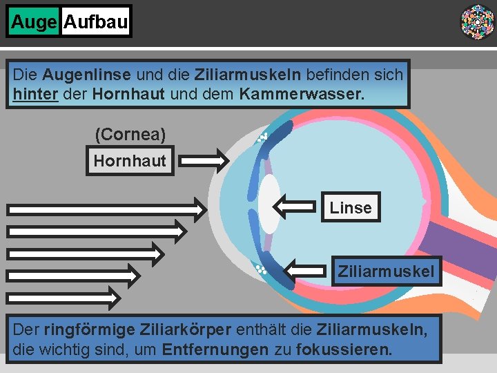 Auge Aufbau Die Augenlinse und die Ziliarmuskeln befinden sich hinter der Hornhaut und dem
