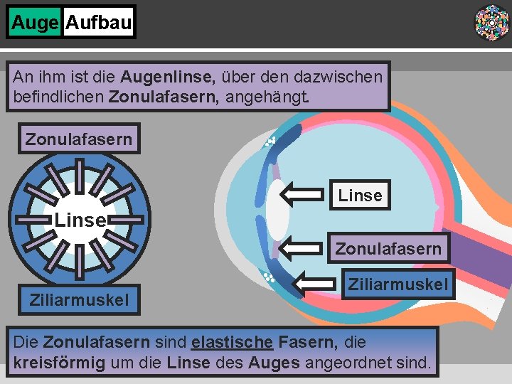 Auge Aufbau An ihm ist die Augenlinse, über den dazwischen befindlichen Zonulafasern, angehängt. Zonulafasern