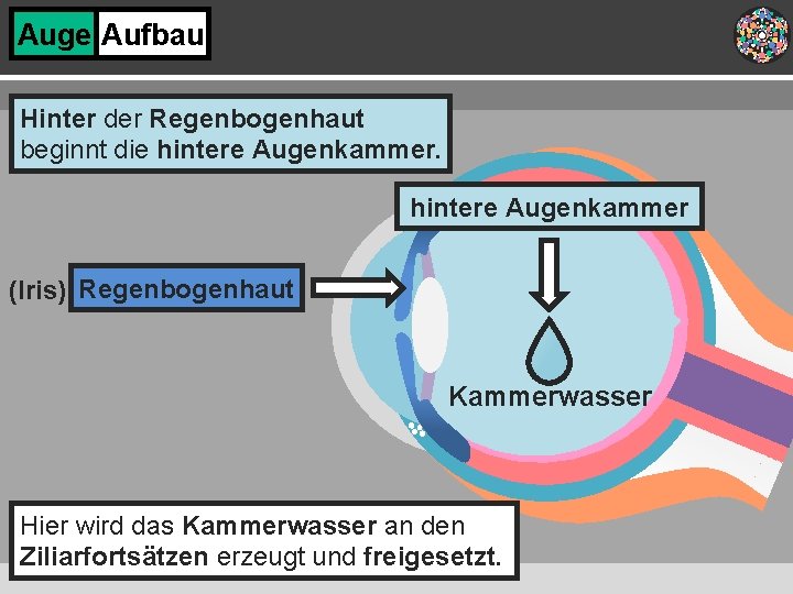 Auge Aufbau Hinter der Regenbogenhaut beginnt die hintere Augenkammer (Iris) Regenbogenhaut Kammerwasser Hier wird